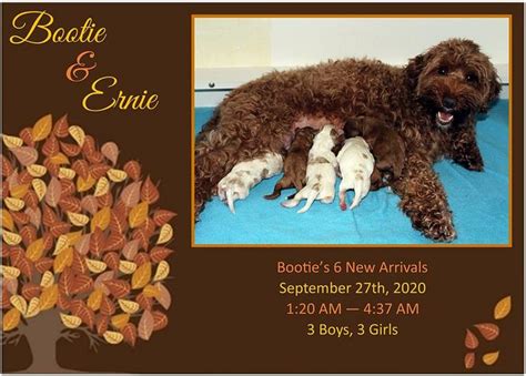 |For more information on their upcoming litters, visit their website here