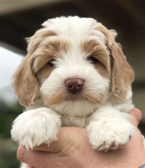 |For our puppies we use the Pawprint Genetics Laboratory and ensure our breeding Labradoodles pass health tests for eyes, hips, elbows, and at least eight potential genetic conditions