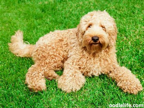 |For the most part, a Labradoodle will have a low or non-shedding coat that will need to be brushed a few times a week