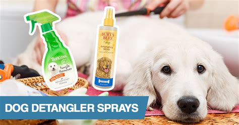 |For this step, we recommend you also get a dog detangler spray , which will help you get the job done much faster