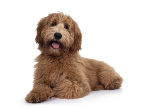 |General Appearance: The Australian Labradoodle will have an athletic and graceful, yet, compact body