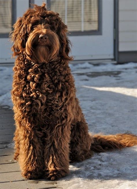 |Genetics are difficult to control, and sometimes it takes a few generations for breeders to get the desired color of a Labradoodle right