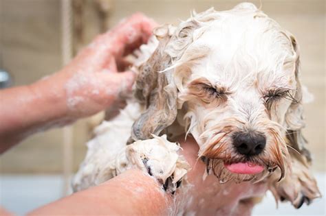 |Give your dog a brush before and after bath time