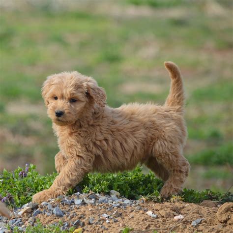 |Gleneden goldendoodle puppies are socialized before going to their forever home