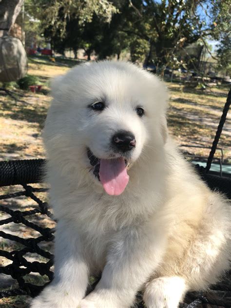 |Great Pyrenees Puppies for saleSee all puppies for sale