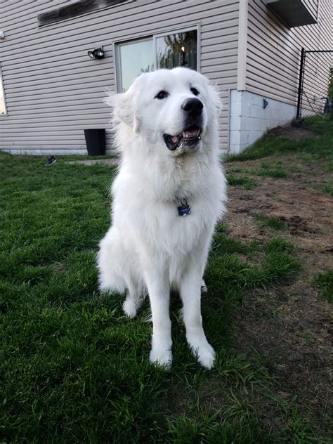 |Great Pyrenees are friendly, good-humored, and gentle dogs