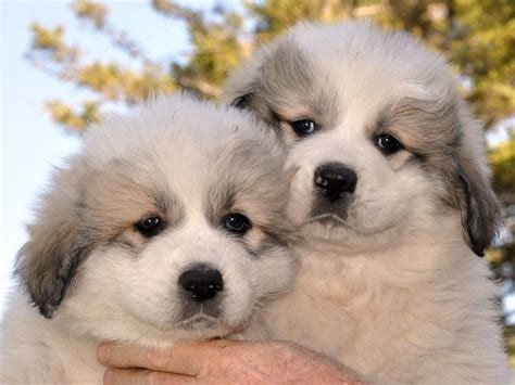 |Great Pyrenees puppies for sale!|Nickname: Litter of 3 on PuppyFinder