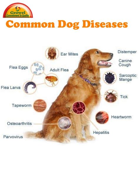 |Health Issues A number of canine health issues can influence coat color