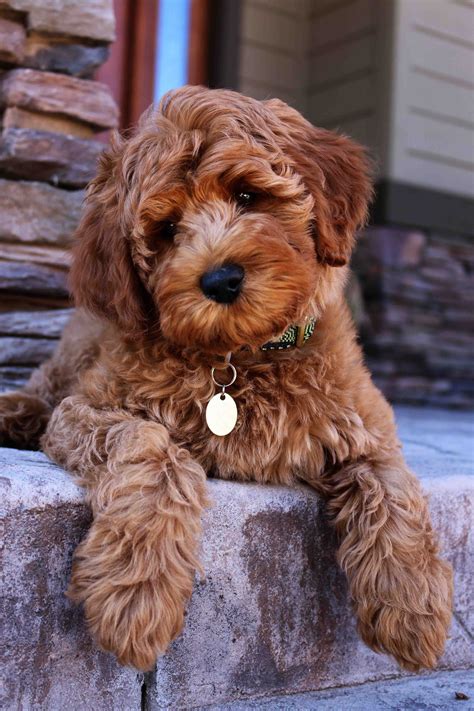|Here are some of the top personality traits of our Labradoodle puppies for sale