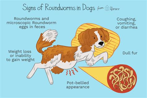 |Here are some signs your puppy may be infected with worms: Diarrhea or vomiting