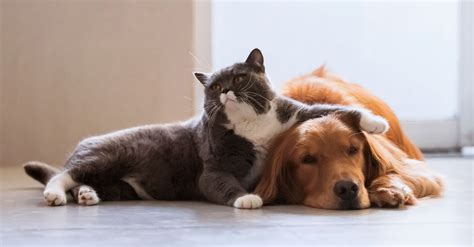 |However, as puppies, they can get along well with our feline friends—and they might even become best pals
