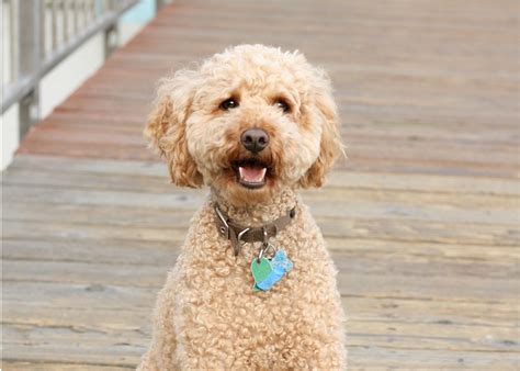 |However, the Poodle tends to be less interested in unfamiliar people and dogs than the Labrador, and an f1 Labradoodle could go one way or the other