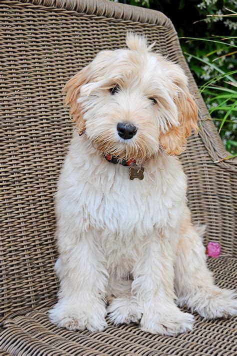 |I would love to hear from you!|If you are interested in bringing one of our Australian labradoodle puppies home, or have additional questions not included on our website, please contact Kristina