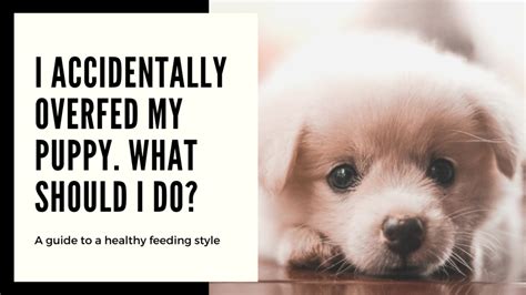 |If a Labradoodle is not receiving adequate nutrition or is being overfed, it may experience weight gain or become lethargic, which can decrease its activity level
