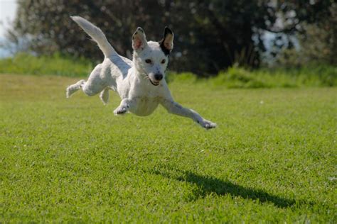 |If someone is encouraging jumping, you can simply say no thank you when they want to greet your dog