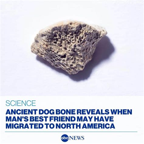 |If this spot is larger than the size of a dime, the puppy may experience bone problems in the future