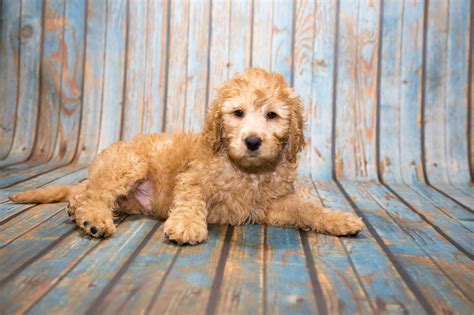 |If you have questions about how we groom our Labradoodles, feel free to contact us any time