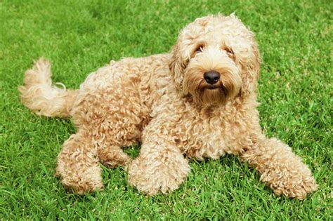 |If you want to buy a Labradoodle but have allergies to hair, you should consider the second and third generational Labradoodles
