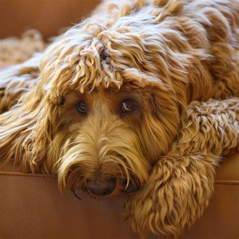 |If you want to know what to look for in a breeder - TX Labradoodle is the standard