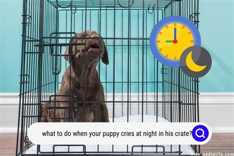 |If your puppy cries throughout the night, it could be a sign that they need to go to the toilet