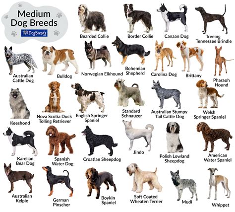 |In a nutshell, small dog breeds typically stop growing at 6 to 8 months of age, while medium dog breeds require about 12 months to reach their full height