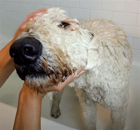 |Is Labradoodle Bathing Important?|While many Labradoodle dogs are easier to manage than other breeds or mixes thanks to their low-shedding fur, they still need routine grooming