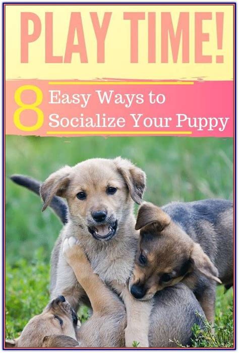 |It also provides an opportunity for puppies to socialize, be nurtured, and be loved