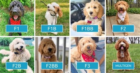|It can be difficult for a breeder to predict coat-types for first and second generation F1 or F1b labradoodles