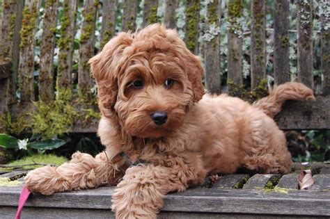 |It can be difficult to determine how big a Mini Labradoodle puppy will get until they grow