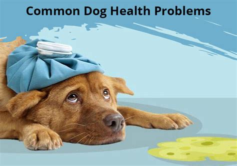 |It greatly lowers the chances of health problems in dogs and ensures the puppies are as healthy as possible