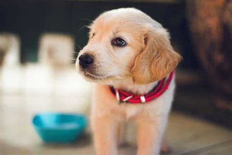 |It is important to introduce your puppy to other dogs as soon as possible