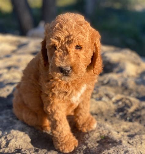 |It is our dedication to excellence in the way we raise our precious dogs and train them that sets Texas Labradoodles apart