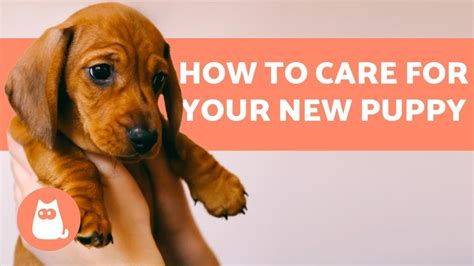 |It will help your puppy