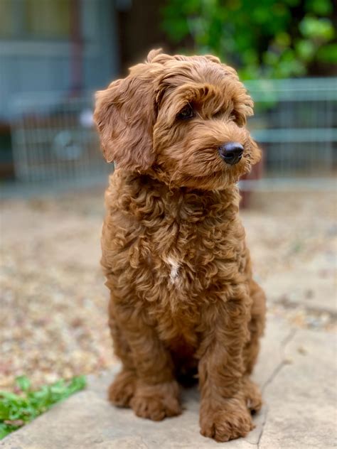 |John Schmadeke We were looking for a labradoodle puppy from a reputable and experienced breeder