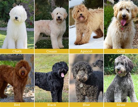 |Labradoodle Colors Explained Although we all have our favorite colors, there are a few things that you need to consider