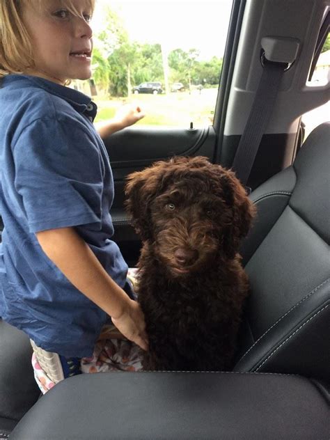 |Labradoodle Home does not intend to provide veterinary advice
