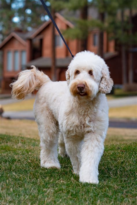 |Labradoodle Size The size of labradoodle puppies for sale directly relates to the size of their parents and which generation of breed Labradoodle breeders chose