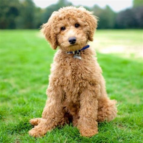 |Labradoodle dogs have floppy, v-shaped ears because both of their parents do