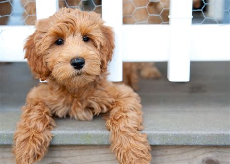 |Labradoodles are a low to non-shedding breed that are excellent for allergy sufferers