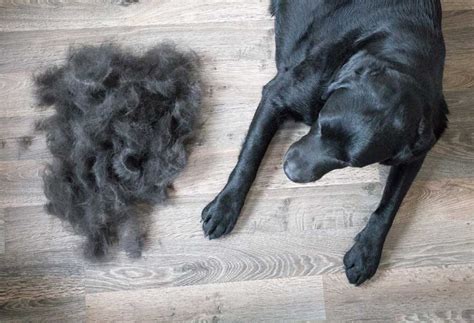 |Labs tend to have a higher shedding coat that needs minimal brushing and grooming