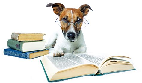 |Look for a puppy that is intelligent and willing to learn