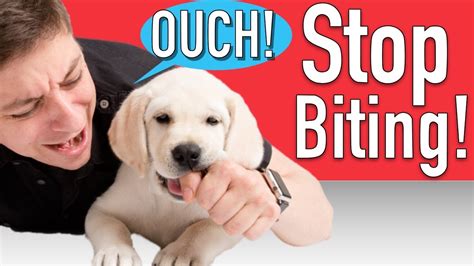 |Many different methods can help to keep your pet from biting you or others in your home