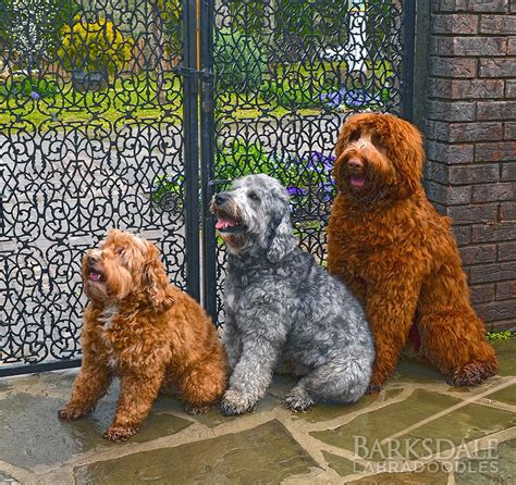 |Medium Labradoodles occupy a spectrum of sizes between standard and mini Labradoodles, with the specifics depending heavily on the details of the breeding pair that birthed them and the breeding program they come from