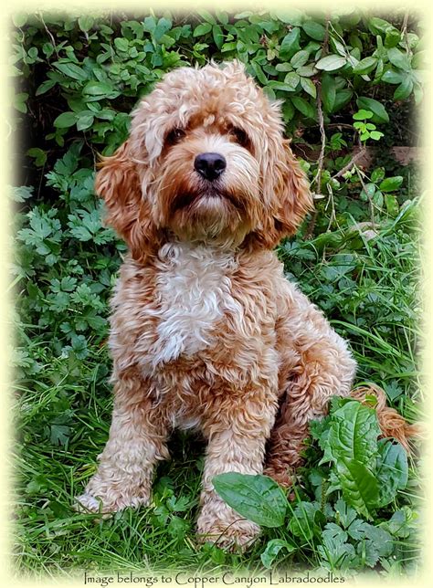 |Mini Labradoodles are known for their intelligence and the ability to be trained very easily
