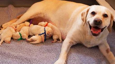 |Most mother dogs give birth to anywhere from one to 12 puppies at a time, with the average being just a few pups around five to six