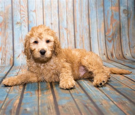 |Most will fall somewhere in between, and nearly all Mini Labradoodle puppies have coats with minimal shedding