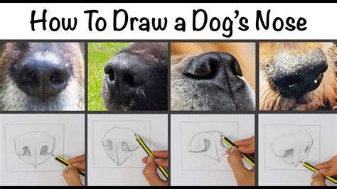 |Next, draw the snout and nose