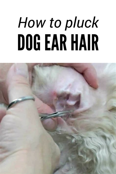|Of course, your groomer will do the ear plucking for you