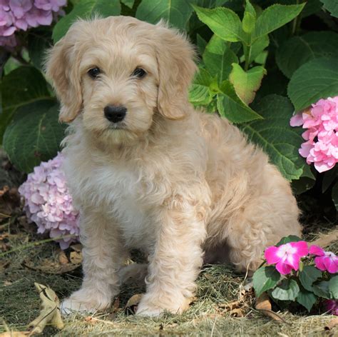 |Once F1B Mini Labradoodles reach 6 months old they require to be groomed once every 8 weeks or so to keep their fur healthy and to stop matting