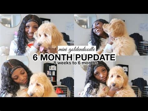 |Once the F1BB pup is 6 months they will need regular grooming every 6 to 8 weeks